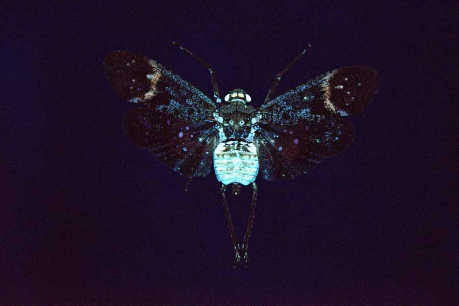 P_farinosa UV